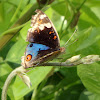 Blue Pansy Butterfly