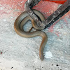 Cape house snake
