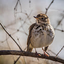 Hermit Thrush