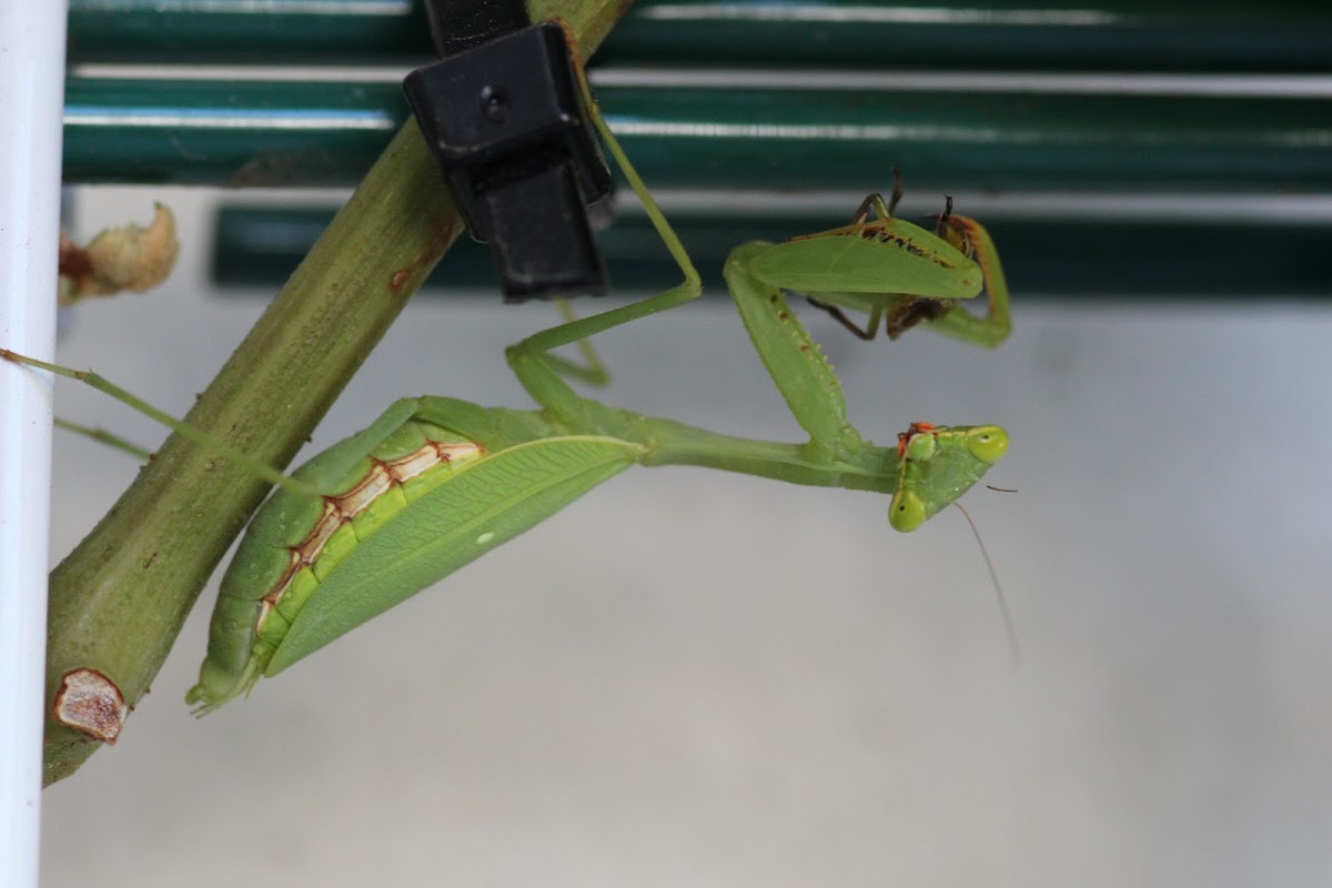 Common Green Mantid And Prey