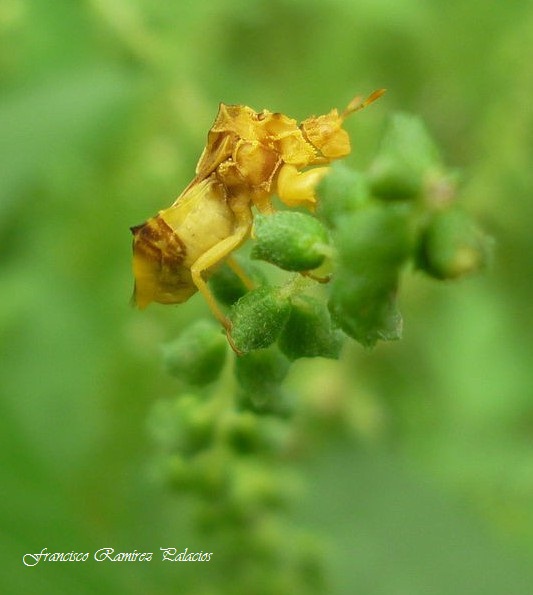 Jagged Ambush Bug