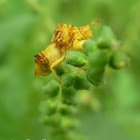 Jagged Ambush Bug