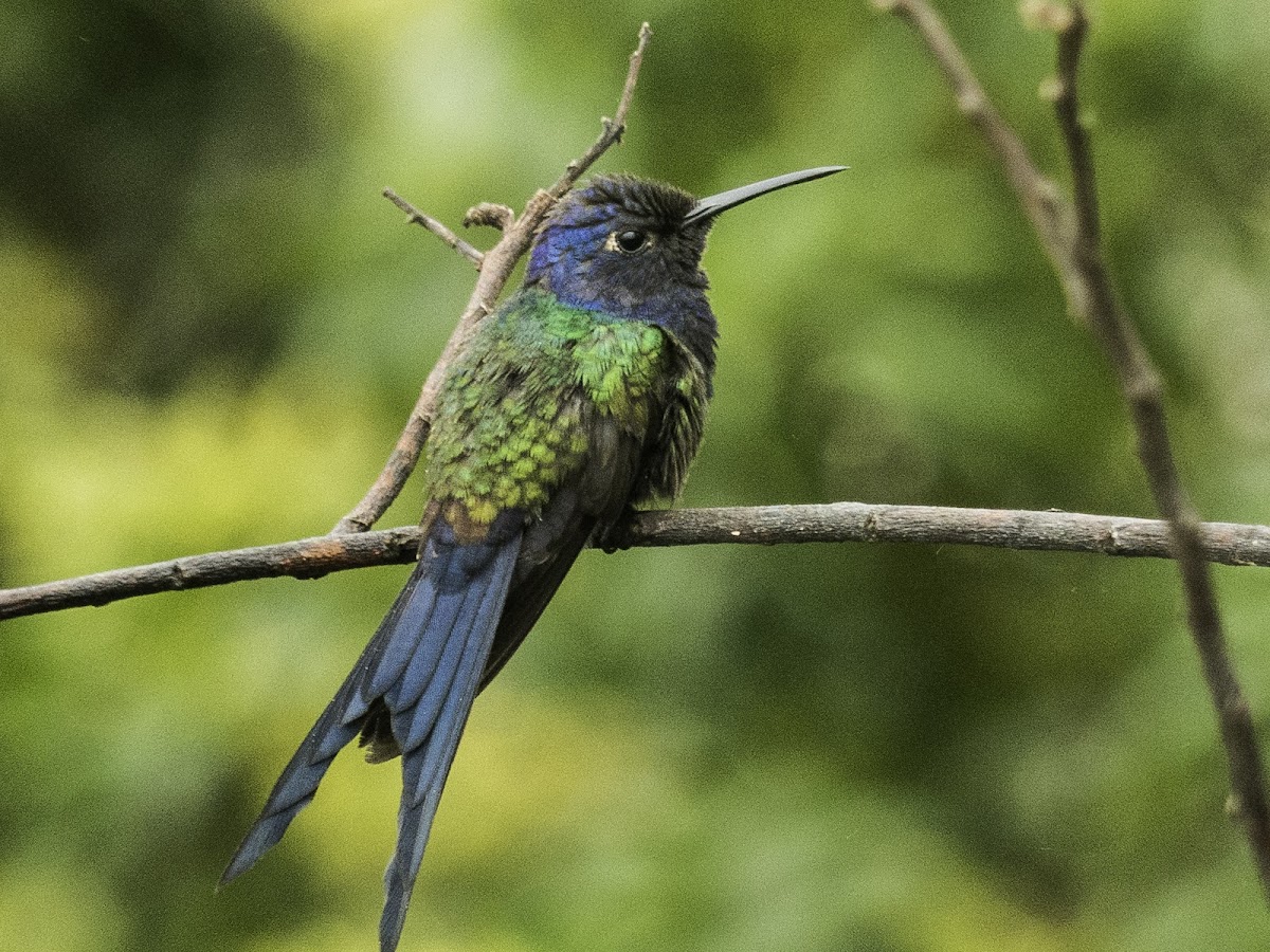 Swallow-tailed Hummingbird