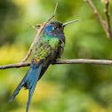 Swallow-tailed Hummingbird