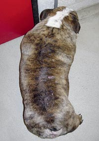 English Bulldog. Obesity may result in hyperlipidemia in a small percentage of dogs