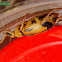 Bombardier Beetle