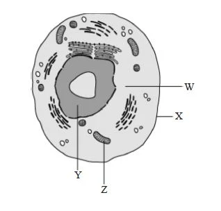 General Organization of Eukaryotic Cells