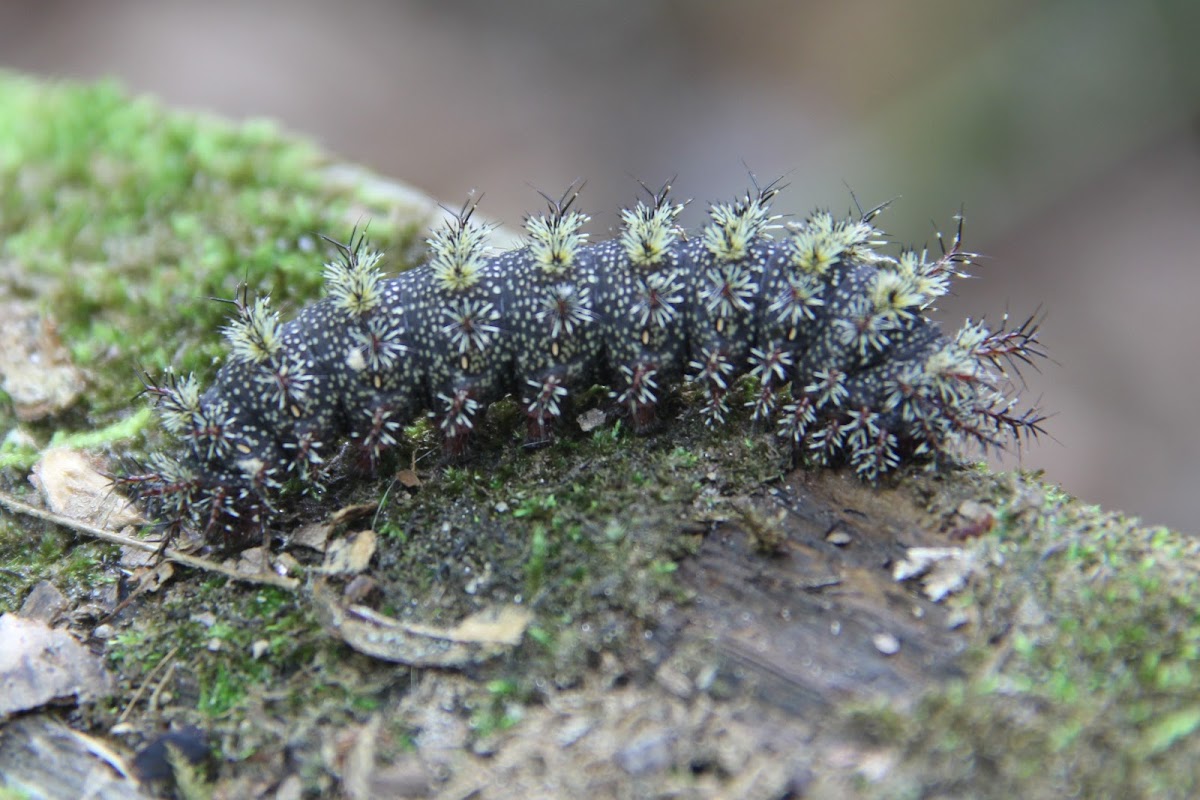 Buck Moth caterpillar