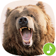 Download Appp.io - Bear Sounds For PC Windows and Mac 1.0.2