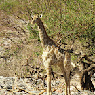 Angolan giraffe