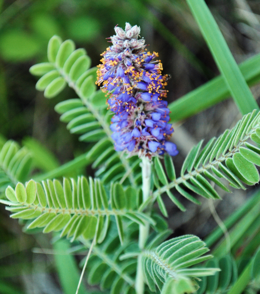 Leadplant