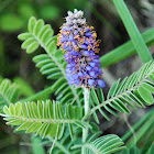 Leadplant