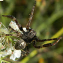 Angular orb web spider ♂