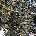 English Yew