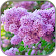 HD Lilac Flower Live Wallpaper icon