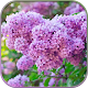 HD Lilac Flower Live Wallpaper Download on Windows