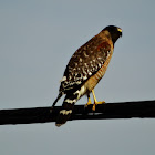 Red-shouldered hawk