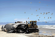 The carcass of a southern right whale was removed from the water off Capricorn Beach, Cape Town, yesterday and rolled by a bulldozer over the sand to Baden Powell Drive, where it was loaded onto a flat-bed truck to be taken to the Vissershok landfill site Picture: SHELLEY CHRISTIANS