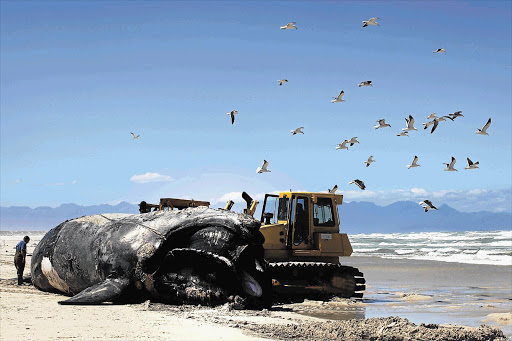 The carcass of a southern right whale was removed from the water off Capricorn Beach, Cape Town, yesterday and rolled by a bulldozer over the sand to Baden Powell Drive, where it was loaded onto a flat-bed truck to be taken to the Vissershok landfill site Picture: SHELLEY CHRISTIANS