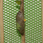 Lappet Moth Pupae