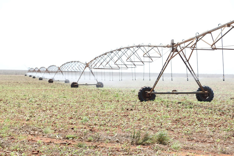 A centre pivot system irrigating the Galana Kulalu test farm on a maize plantatation area