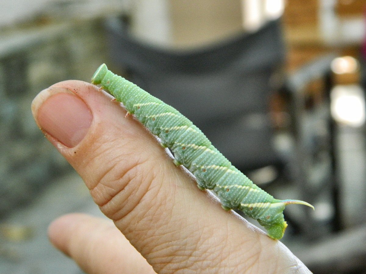 Lime hawk-moth caterpillar