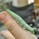 Lime hawk-moth caterpillar