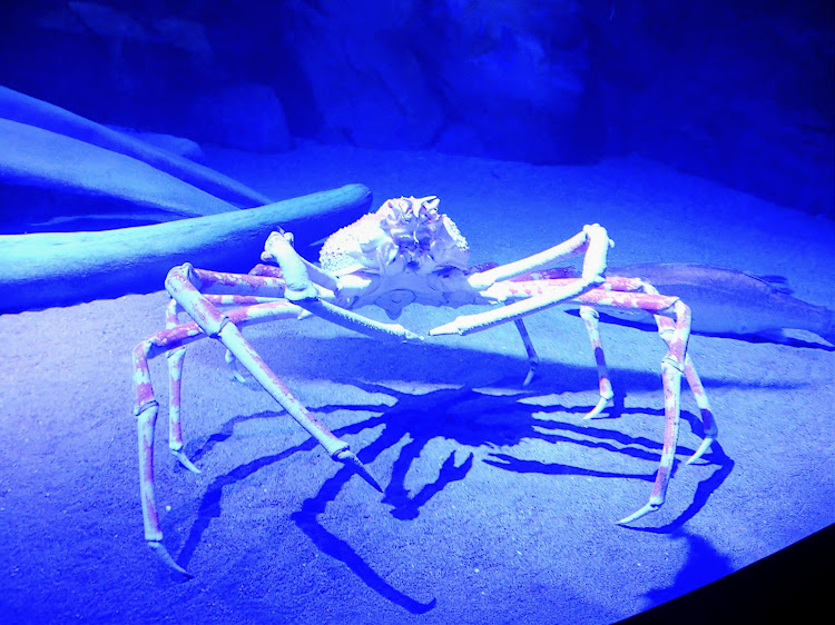 ashikaga-yutakaさんが投稿したドライブ・トヨタ・竹島水族館・岡崎城に関するカスタム事例の投稿画像5枚目