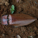 click beetle