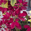 Pointsettia