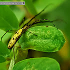 Long-Jawed Orb Weaver