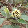 Jimsonweed, Thorn-apples