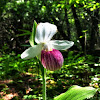 Showy Lady's Slipper