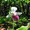 Showy Lady's Slipper