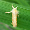 Yellow Tussock Moth