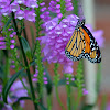 Monarch Butterfly