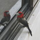 Brown Breasted Barbet