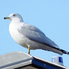 Ring-billed Gull