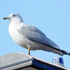 Ring-billed Gull