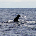 Sperm Whale