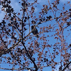 Common Blackbird