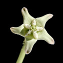 Crown flower (white colour)