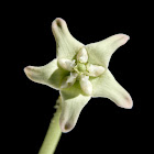 Crown flower (white colour)