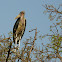 Marabou stork