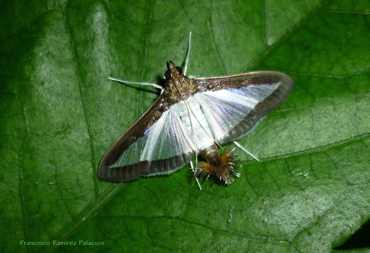 Melonworm Moth