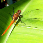 Rufous Marsh Glider ♀