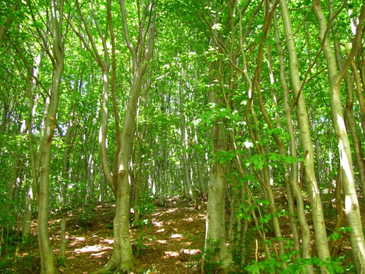 In mezzo al verde! di Pupazza