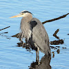 Great blue heron