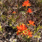 Painted cup or Indian paintbrush