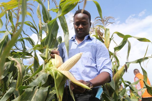 Manager Felix Kiliat Komool Farm displays maize crop with full cobs, uniform seeds from use of Yara East Africa's comprehensive maize fertilizer regime.